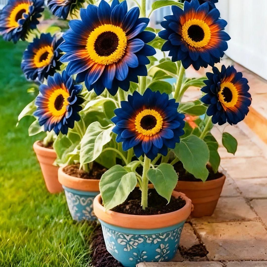 AI Blue Flame Sunflower Seeds and organic pot mix