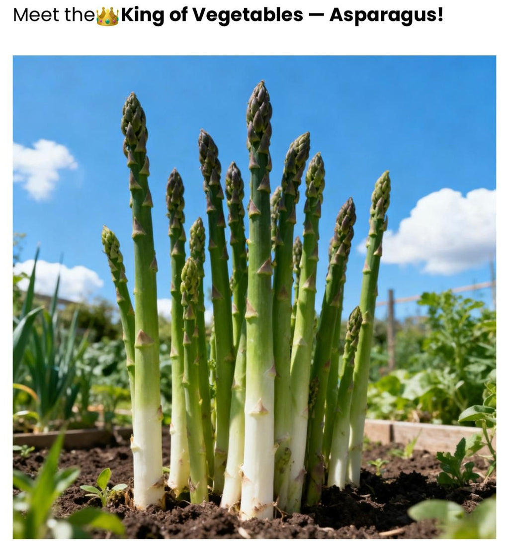 Organic Asparagus Herbs Vegetable Seeds with booster (pack of 2)