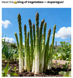 Organic Asparagus Herbs Vegetable Seeds with booster (pack of 2)