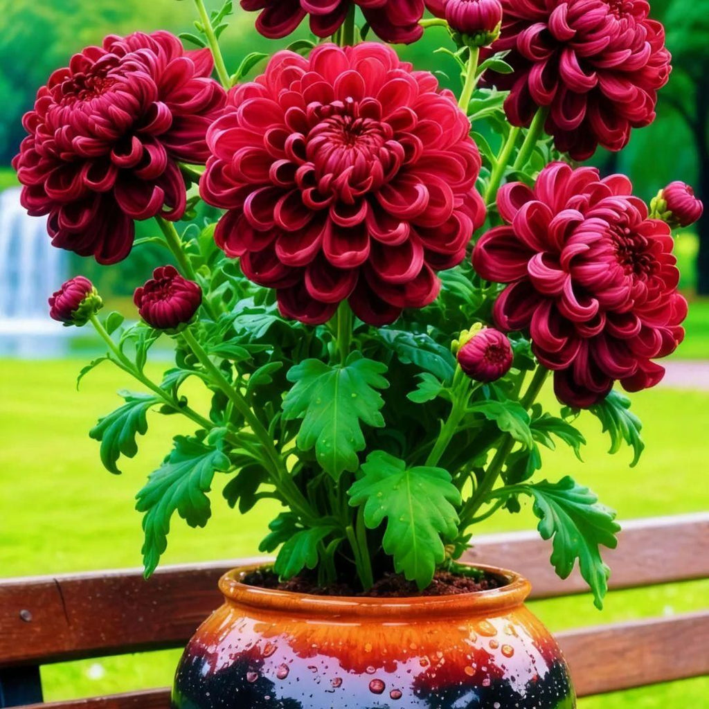 AI Double-Petal Chrysanthemums Seeds and 100 grams Organic Pot Mix PACK 2