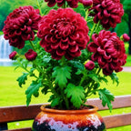 AI Double-Petal Chrysanthemums Seeds and 100 grams Organic Pot Mix PACK 2
