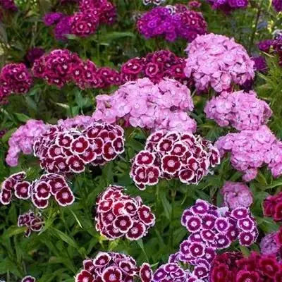 AI Dianthus Seeds (Free Pot Mixture 100 gm) PACK OF 2