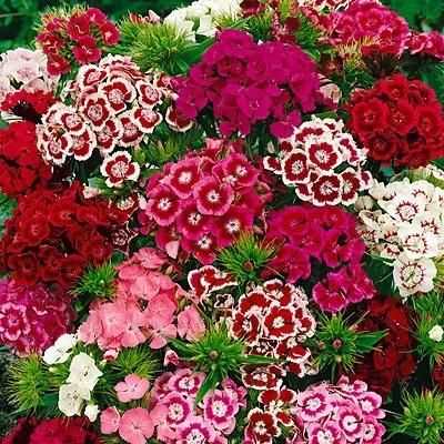 AI Dianthus Seeds (Free Pot Mixture 100 gm) PACK OF 2