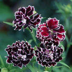AI Dianthus Seeds (Free Pot Mixture 100 gm) PACK OF 2
