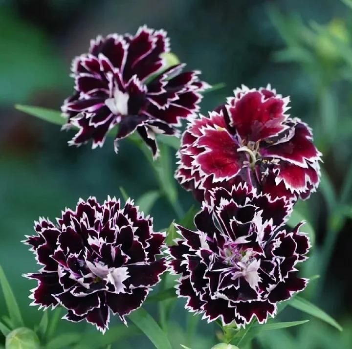 AI Dianthus Seeds (Free Pot Mixture 100 gm) PACK OF 2