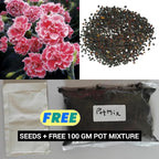 AI Dianthus Seeds (Free Pot Mixture 100 gm) PACK OF 2