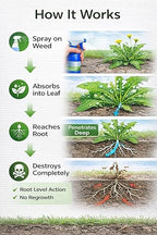 Powerful Ready-to-Use Weed & Root Killer Deep Penetrating Formula(Pack of 2)